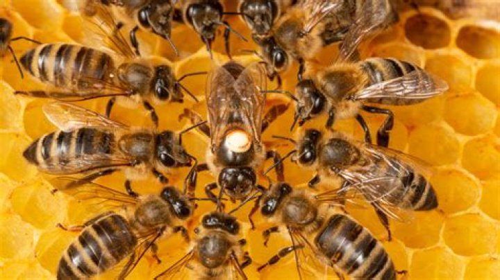 The Science Behind The Rare Hallucinogenic Honey From Nepal