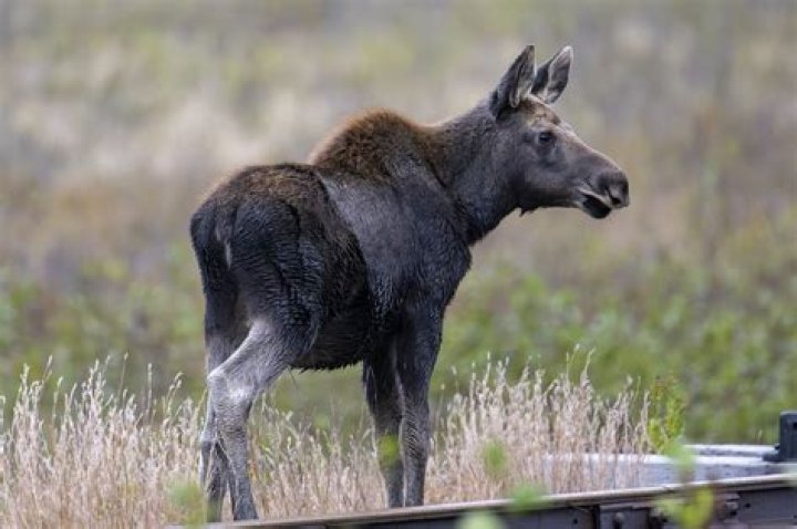 Young Moose ·